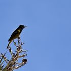 Scott´s Oriole