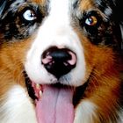 Scout 2 - Australian Shepherd