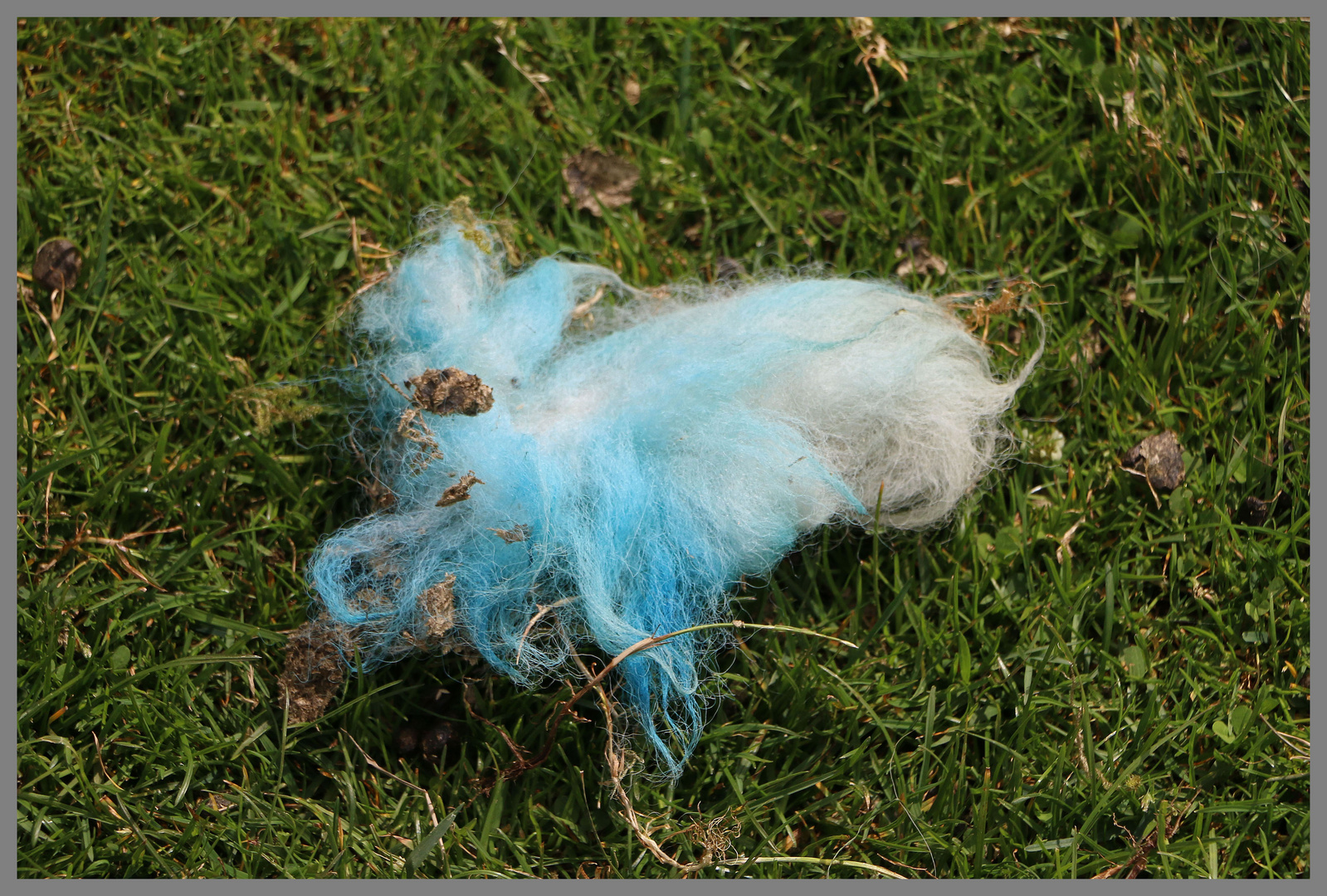 scrap of wool near the Street Cheviot Hills