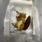 Scrat im ewigen Eis