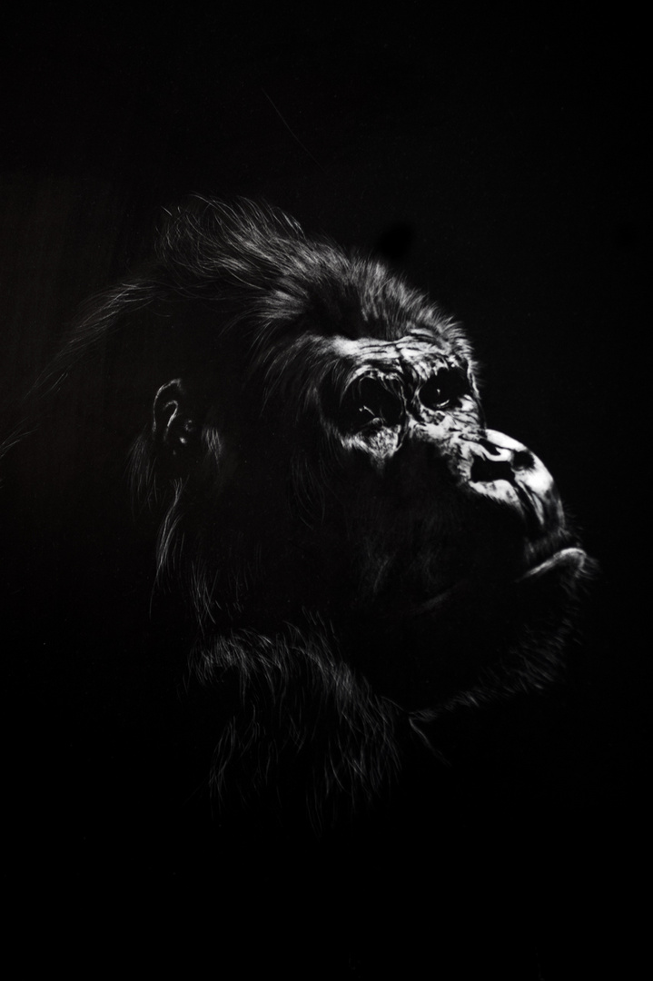 Scratchboard - Gorilla