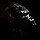 Scratchboard - Gorilla