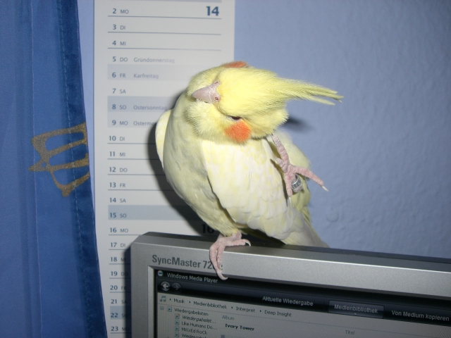 Scratching Cockatiel