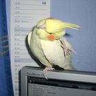 Scratching Cockatiel