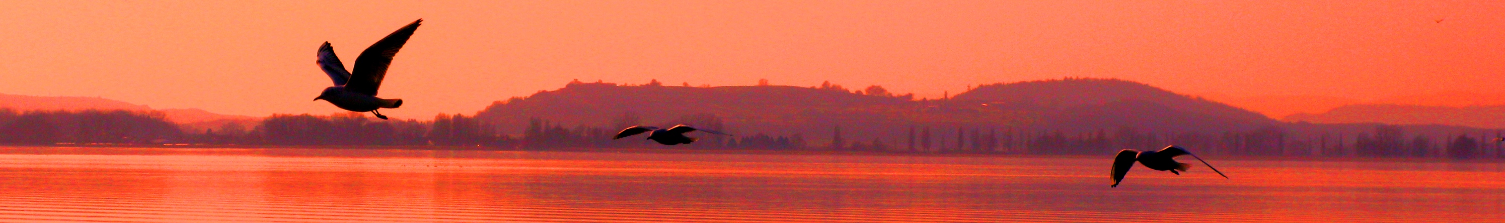 scream sea gull