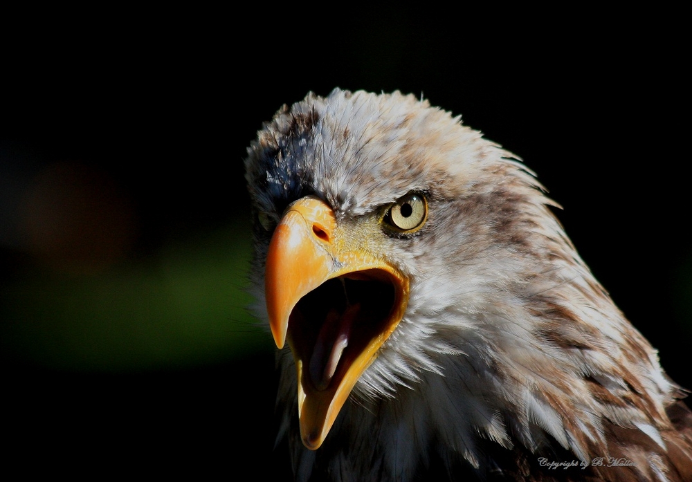 screaming Bald Eagle