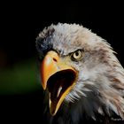 screaming Bald Eagle