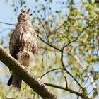 Screaming buzzard