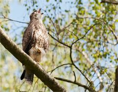 Screaming buzzard