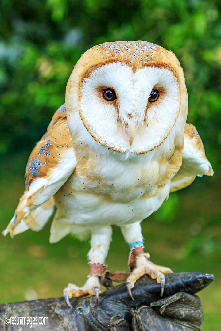 Screech Owl