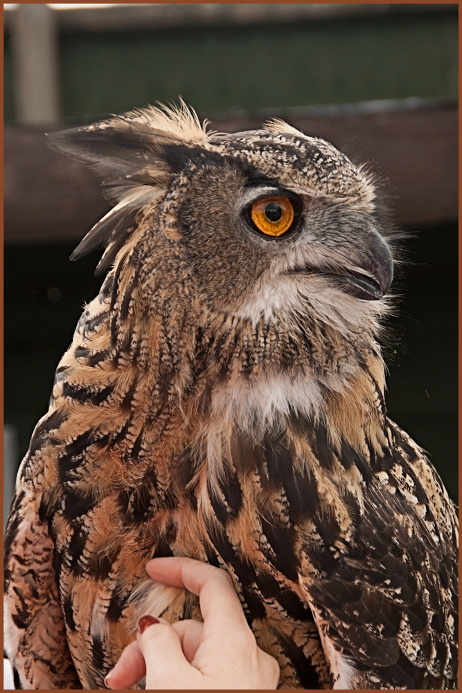 Screech Owl Sanctuary