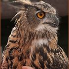 Screech Owl Sanctuary