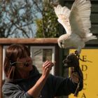 Screech Owl Sanctuary - Feeding the Owl