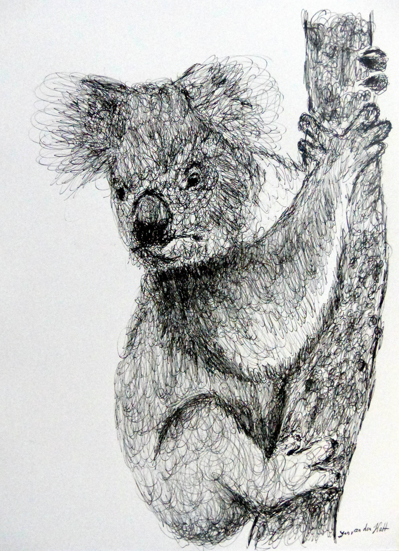 Scribble von einem Koalabär