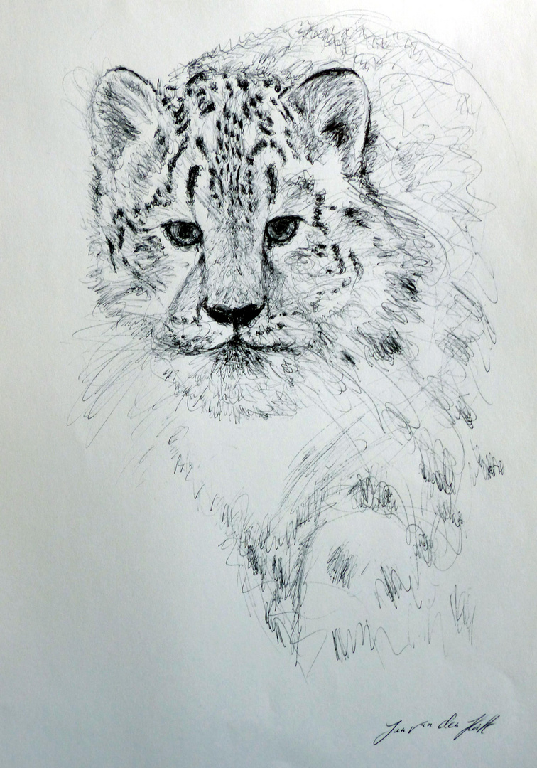 Scribble von einem Scheeleopard