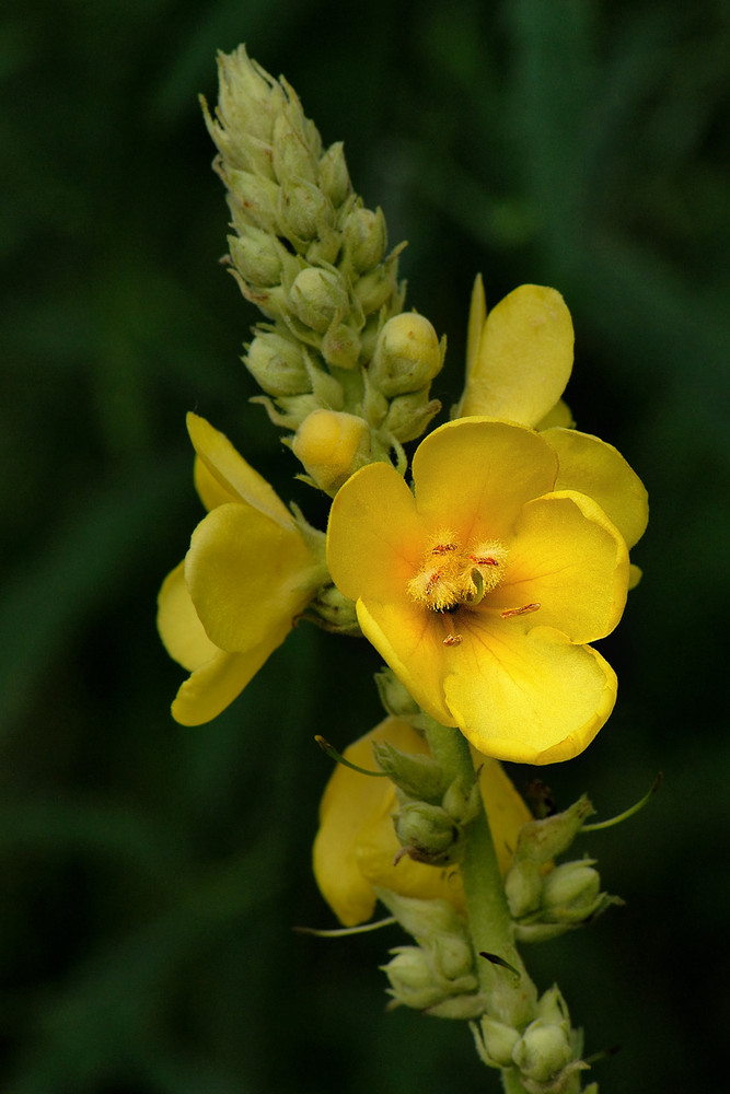 Scrofulariacea - Verbascum thapsus