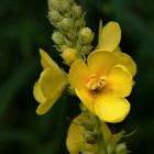 Scrofulariacea - Verbascum thapsus