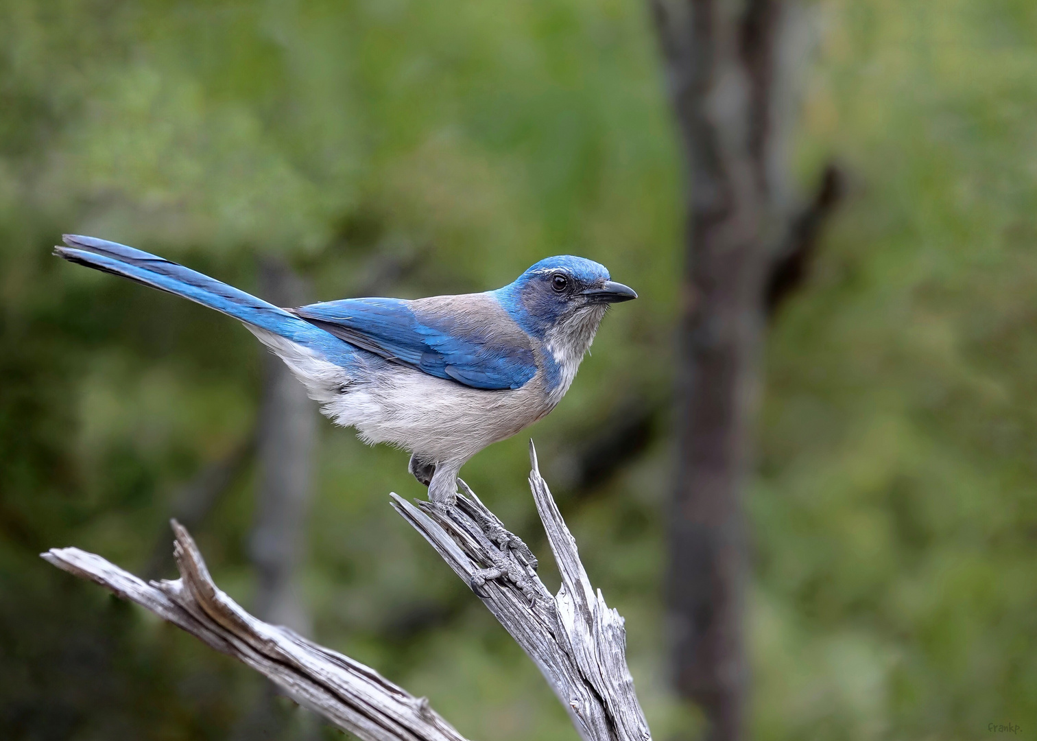 Scrub Jay