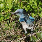 Scrub Jay (Aphelocoma coerulescens) - Florida Jay ...