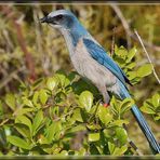 Scrub Jay (Aphelocoma coerulescens) - Florida Jay