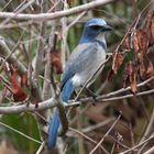 Scrub Jay