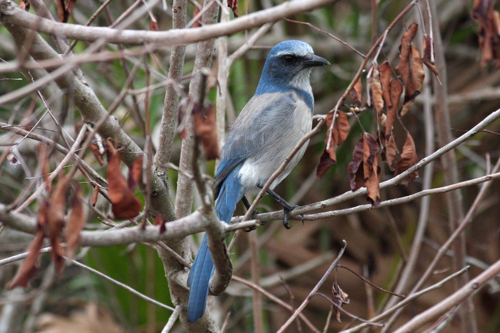 Scrub Jay