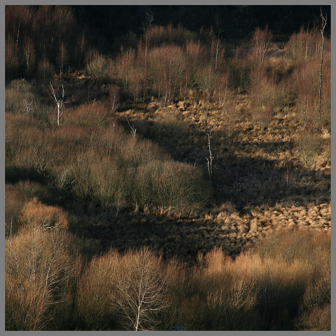 Scrub woodlnad below Crookhouse Northumberland