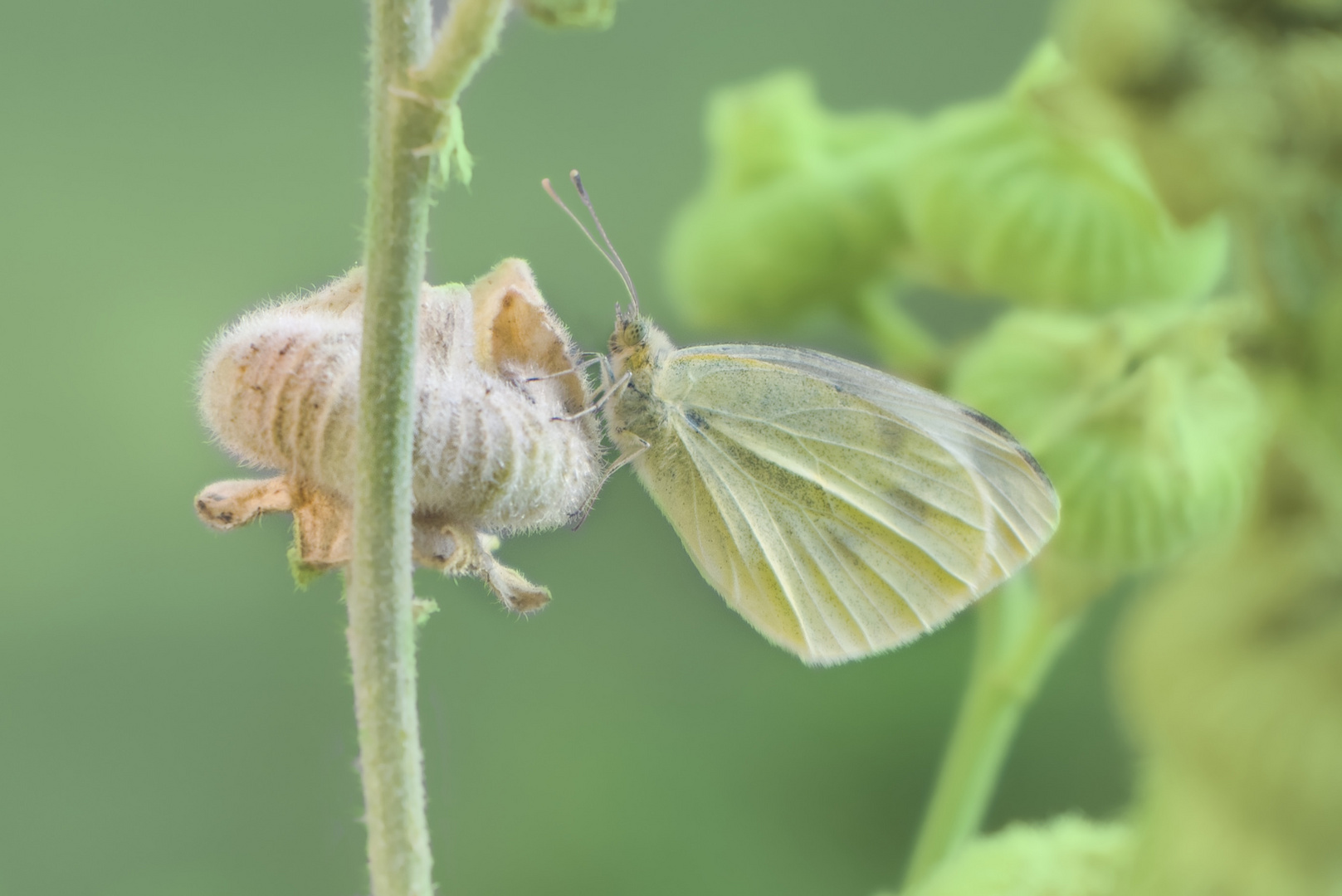 Scshmetterling green