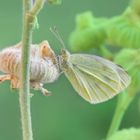 Scshmetterling green