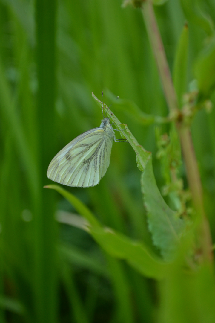 Scthmetterling