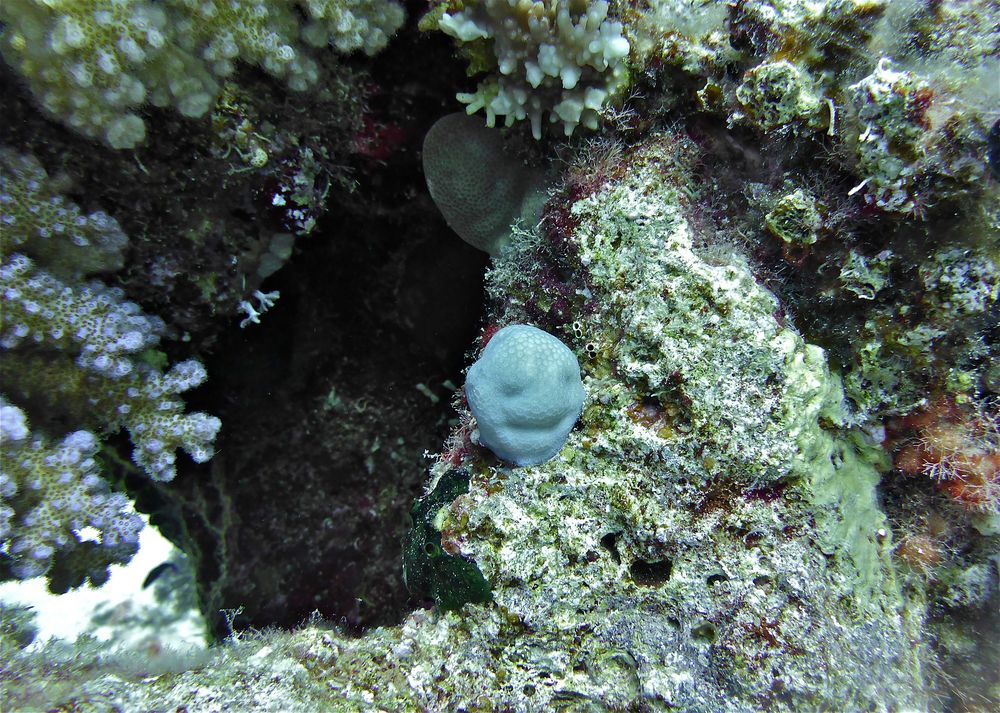 scuba egypt, the red sea 04