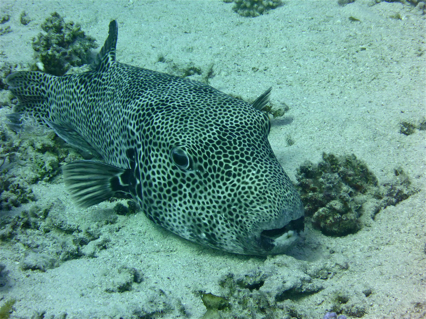 scuba egypt, the red sea 07