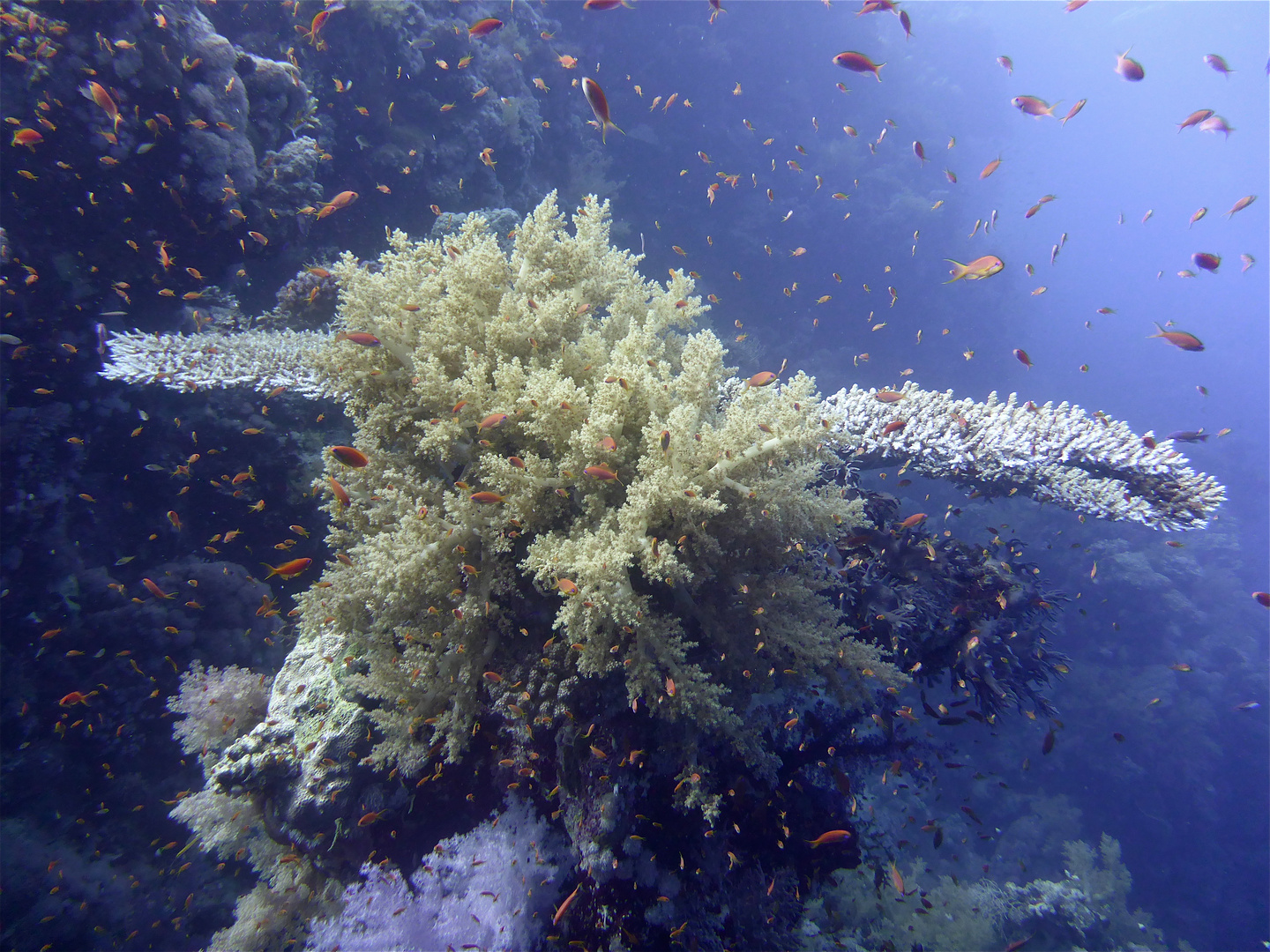scuba egypt, the red sea 13