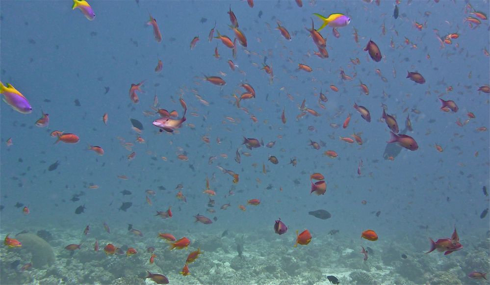 scuba maldives 10