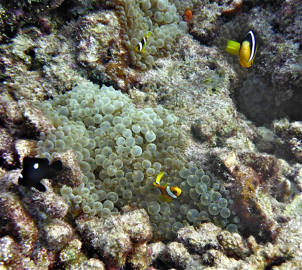 scuba maldives 12