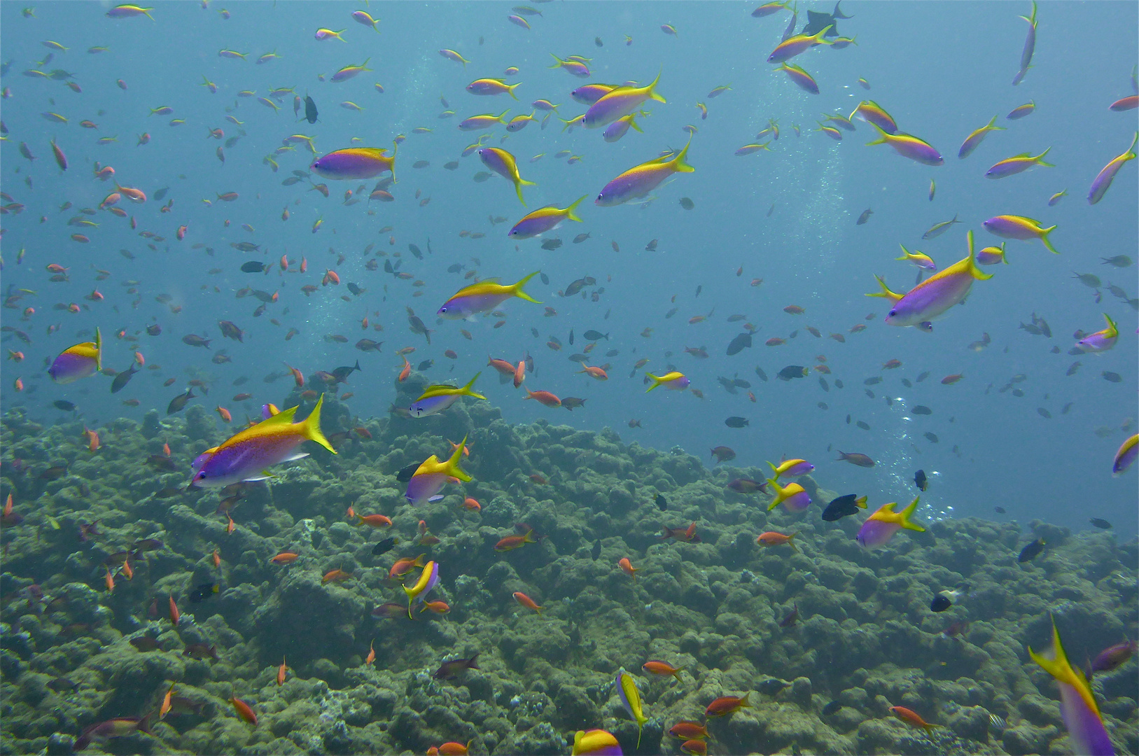 scuba maldives 12