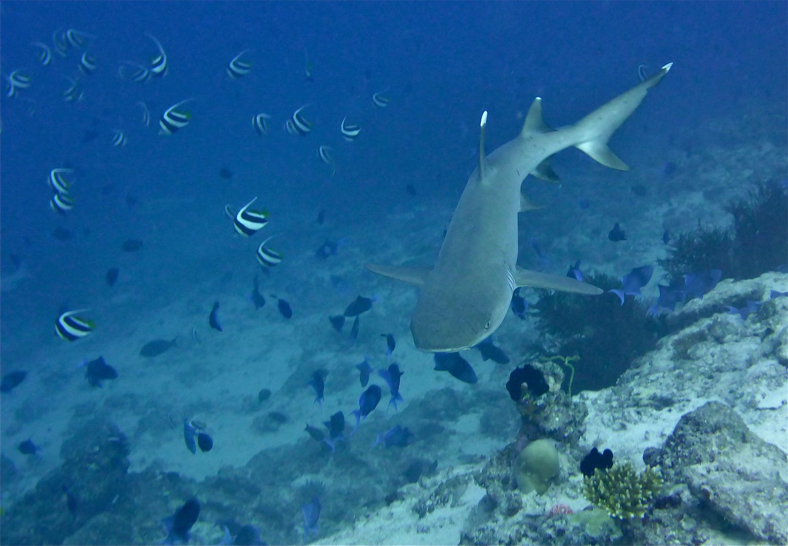 scuba maledives 01