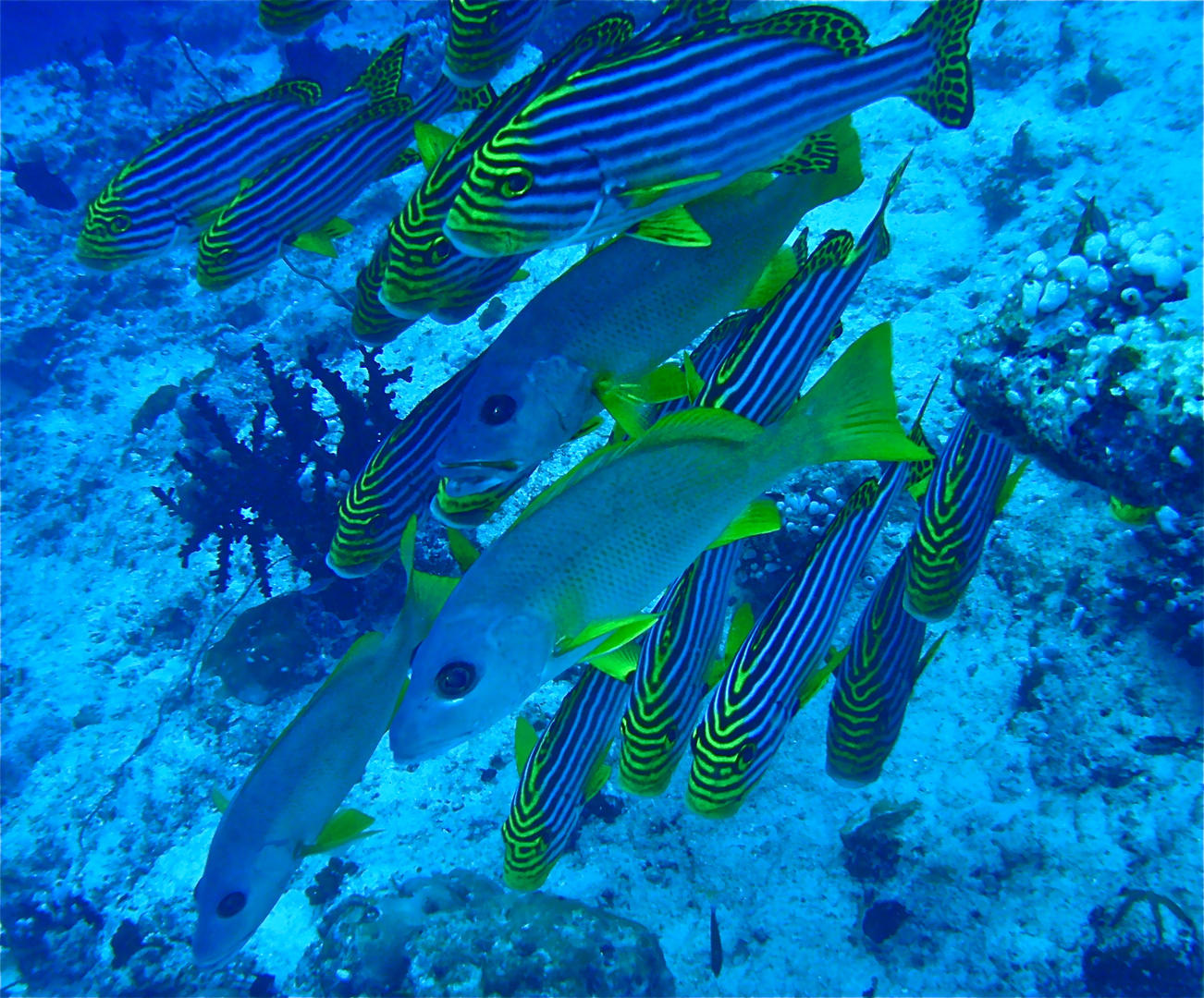 scuba maledives 07