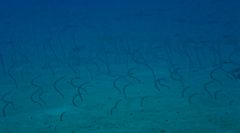 scuba maledives 11