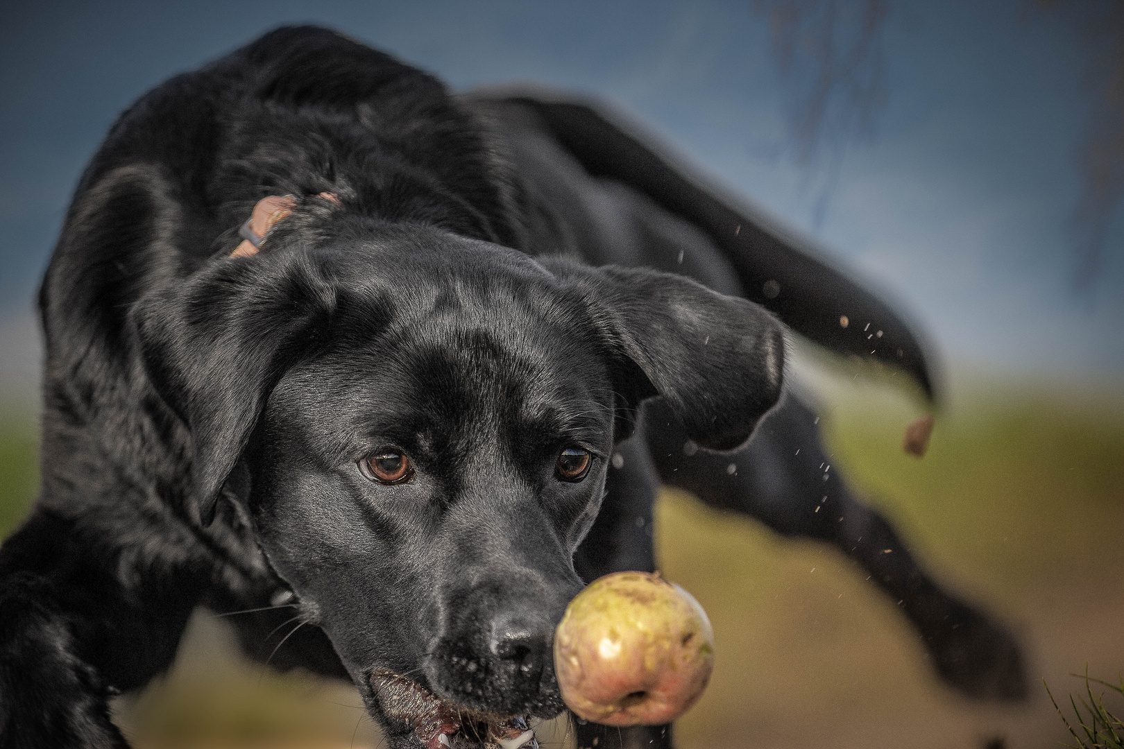 Scully apple fight