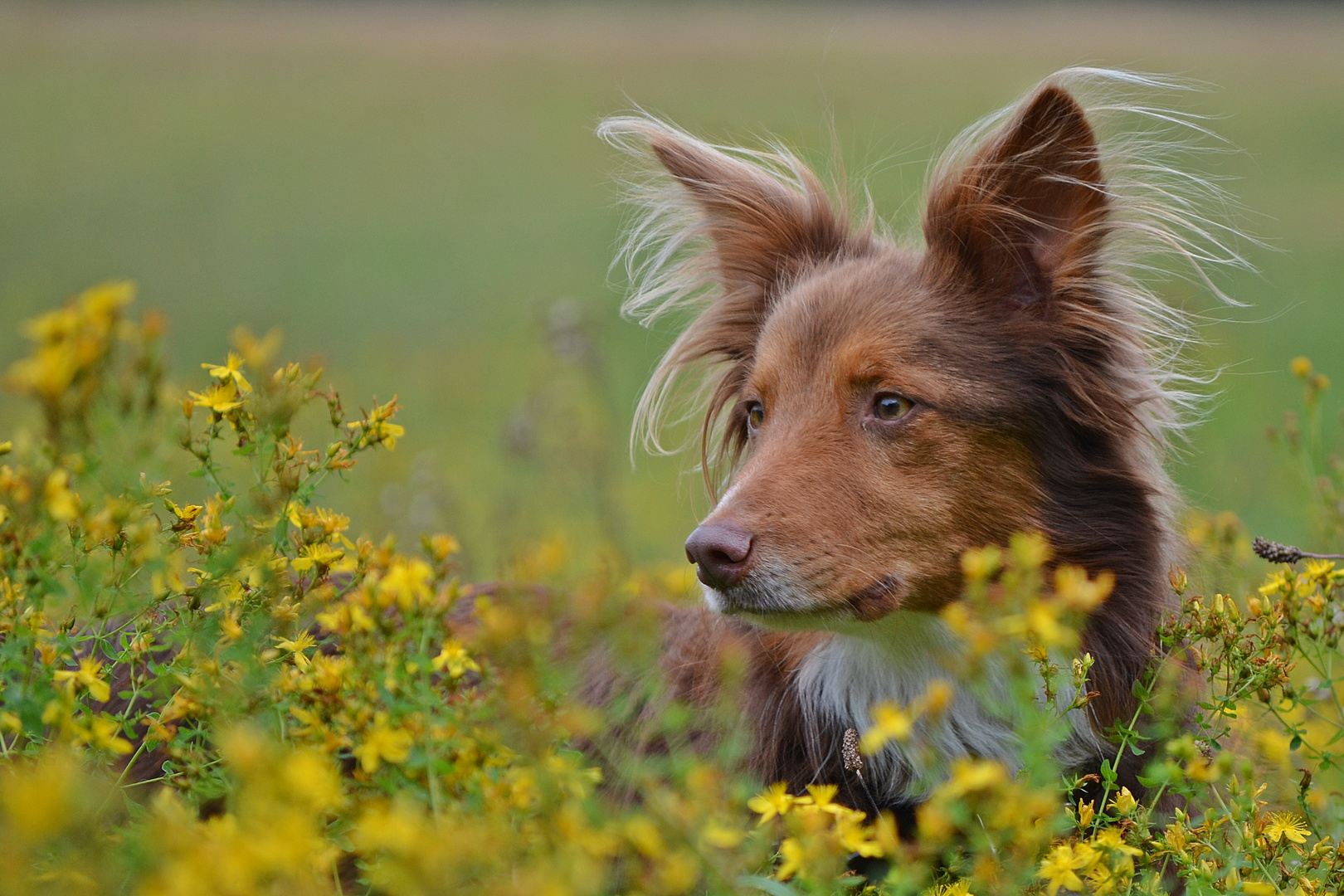 Scully im Johanniskraut......