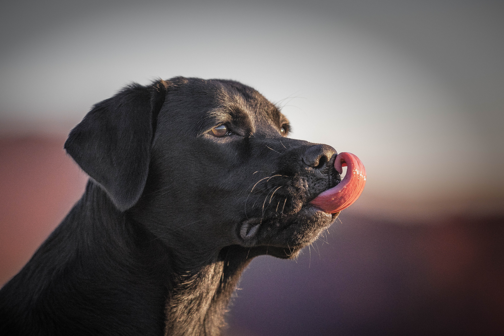 Scully Zunge Foto & Bild sonnenuntergang, hunde, hund Bilder auf