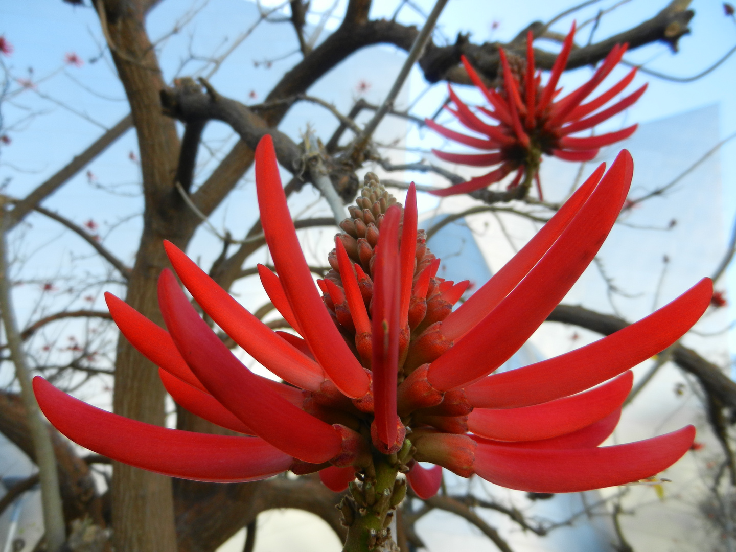 Sculpture florale naturelle