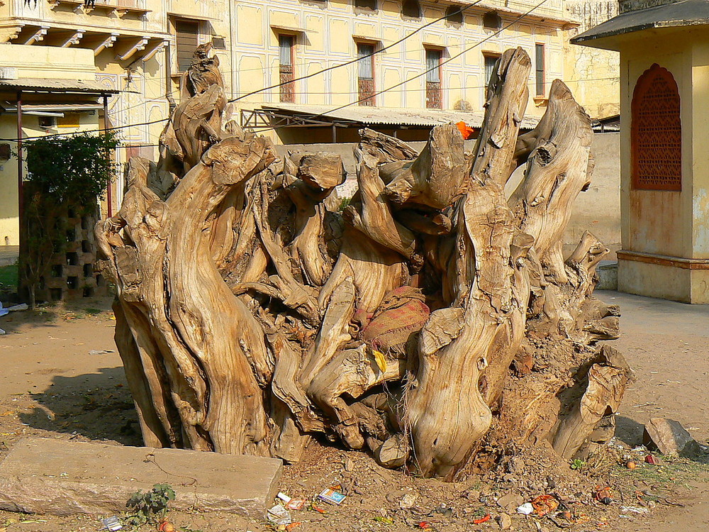 Sculpture naturelle .