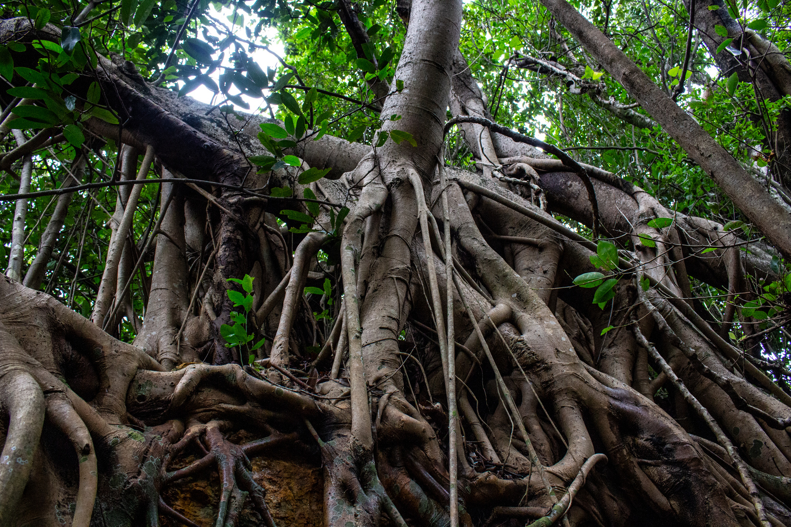 Sculpture of roots