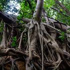 Sculpture of roots