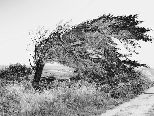 Sculptured by the wind P5190051