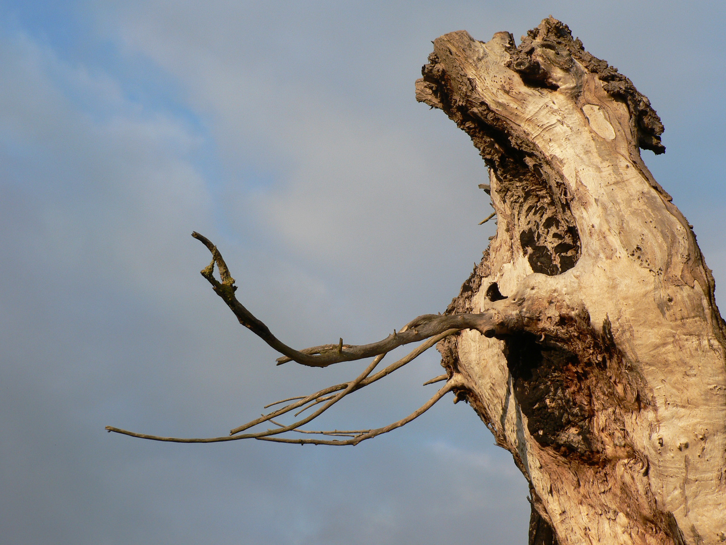 sculptures naturelles