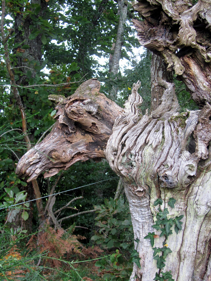 SCULPTURES SYLVESTRES NATURELLES: BOVIN