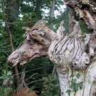 SCULPTURES SYLVESTRES NATURELLES: BOVIN